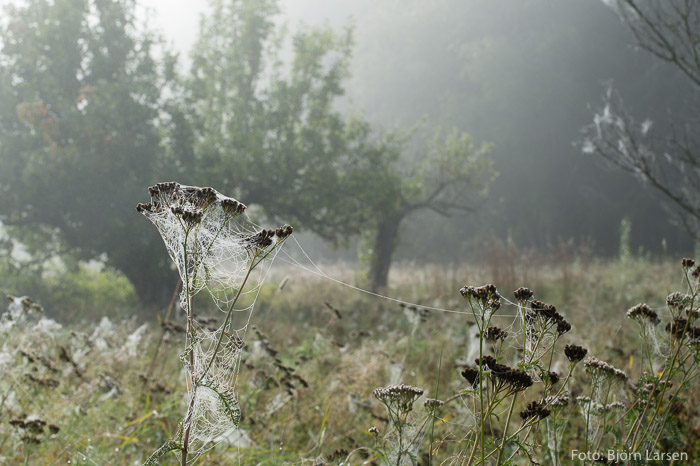 Sensommar-morgon