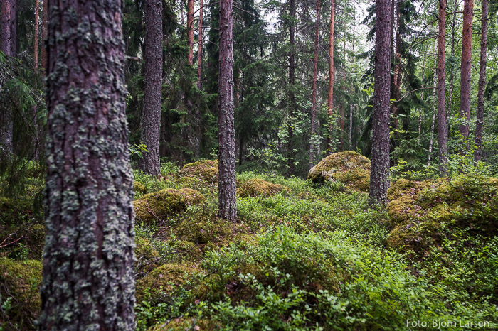 Skogen vid Östanbergets fot
