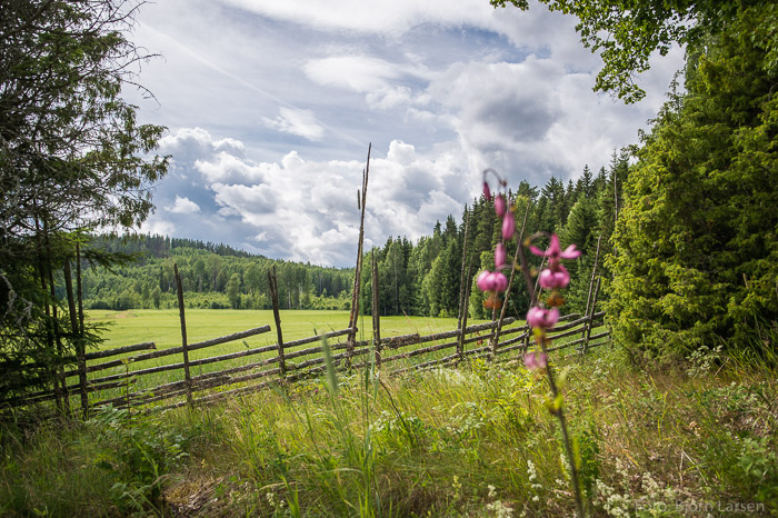 Vid Görels fäbod