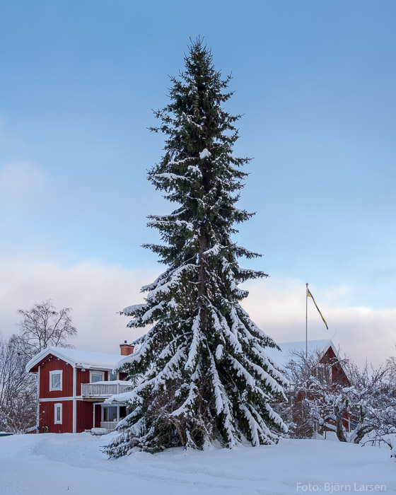 Stora granen