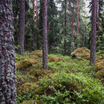 Skogen vid Östanbergets fot