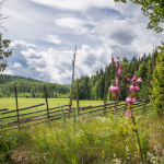 Vid Görels fäbod