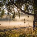 Morgondimman lättar